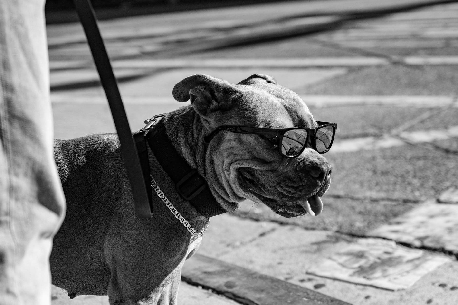Summer Pets : la tendance derrière la capsule.