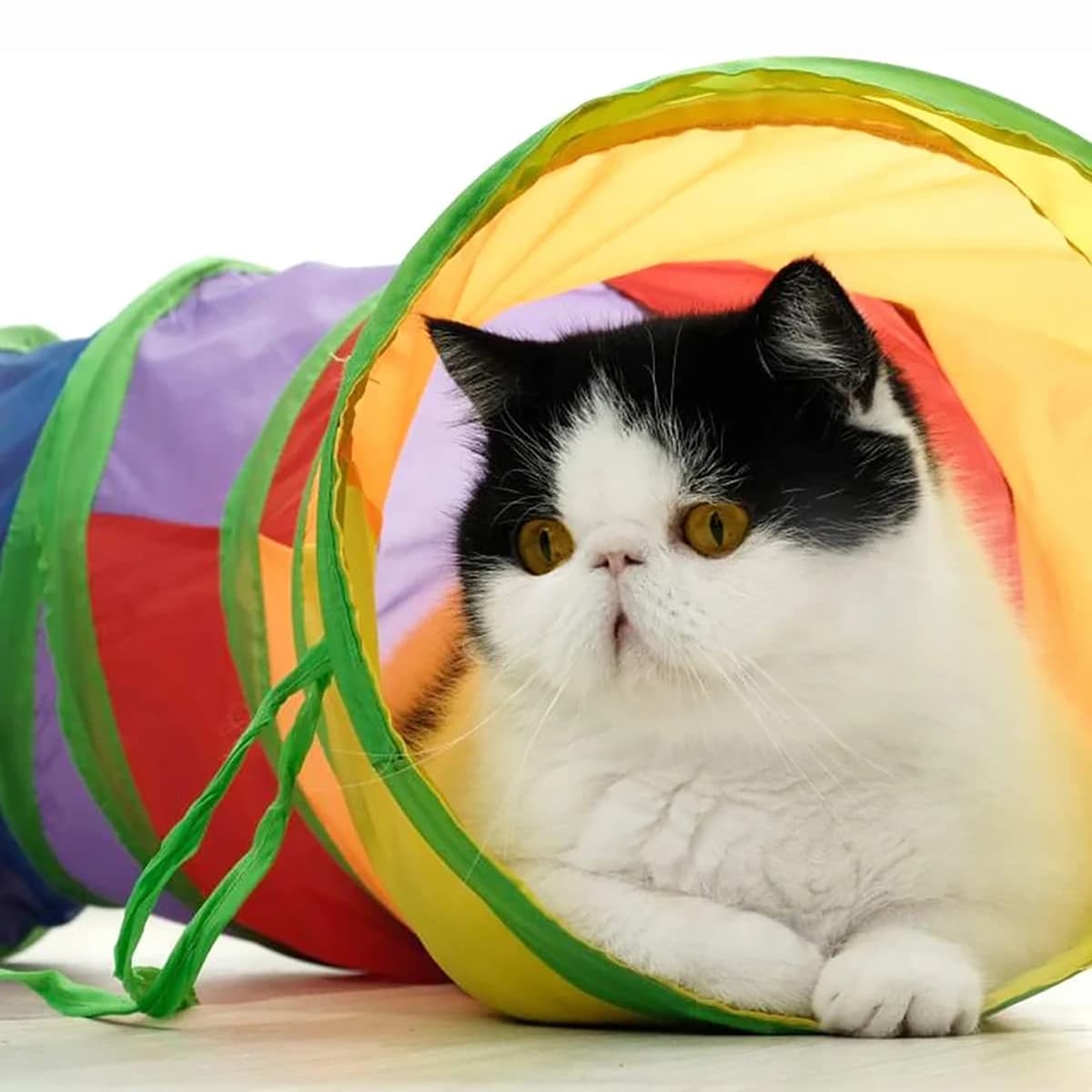 Arbre à chat compact