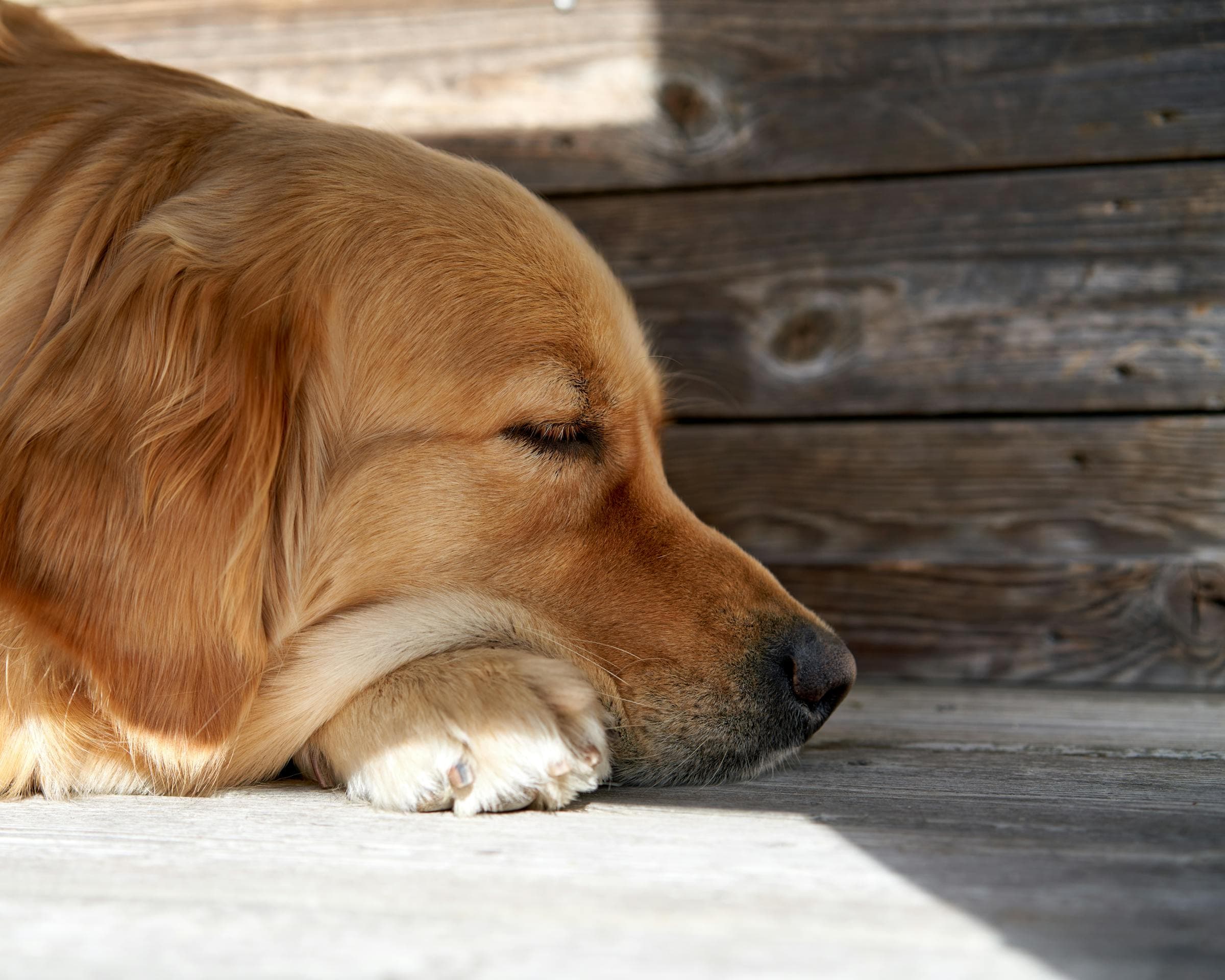 Chien profitant de Tiloo Summer Pup