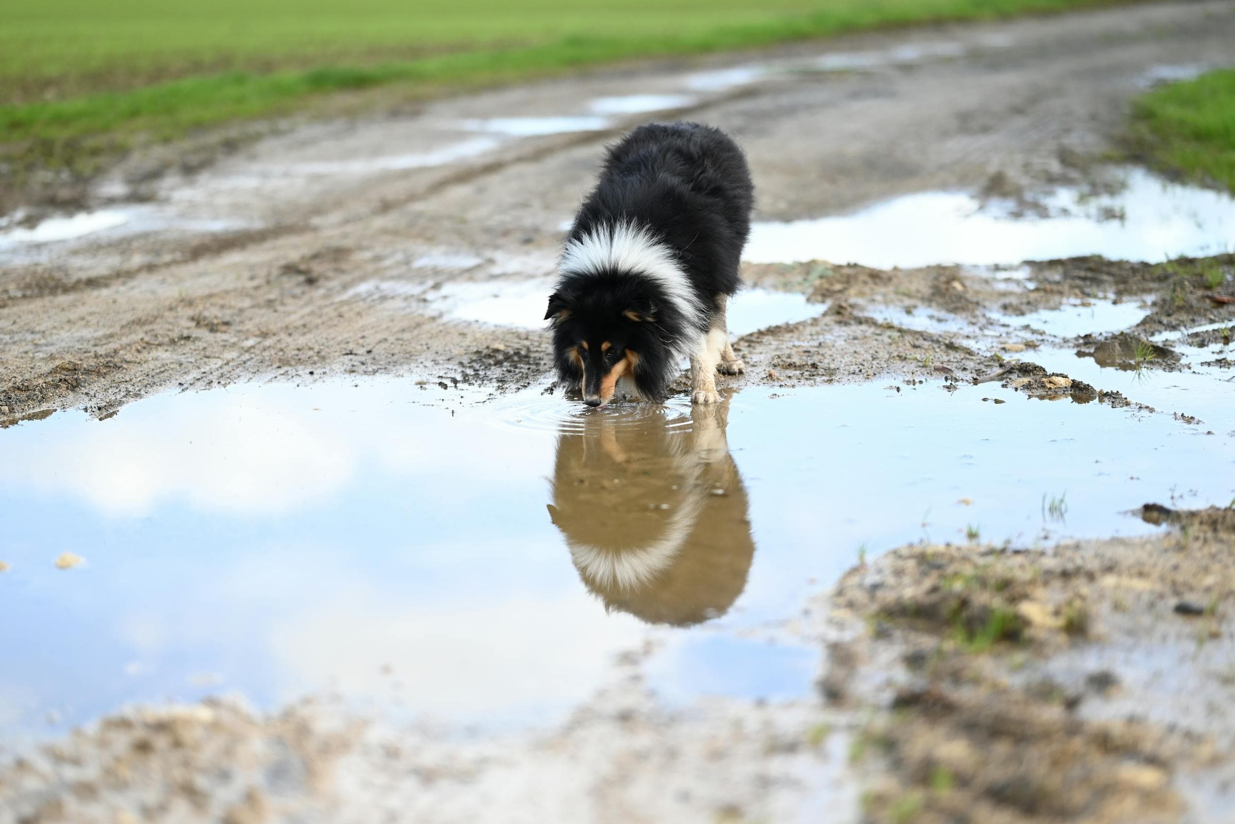 Chien dans son rituel Tiloo