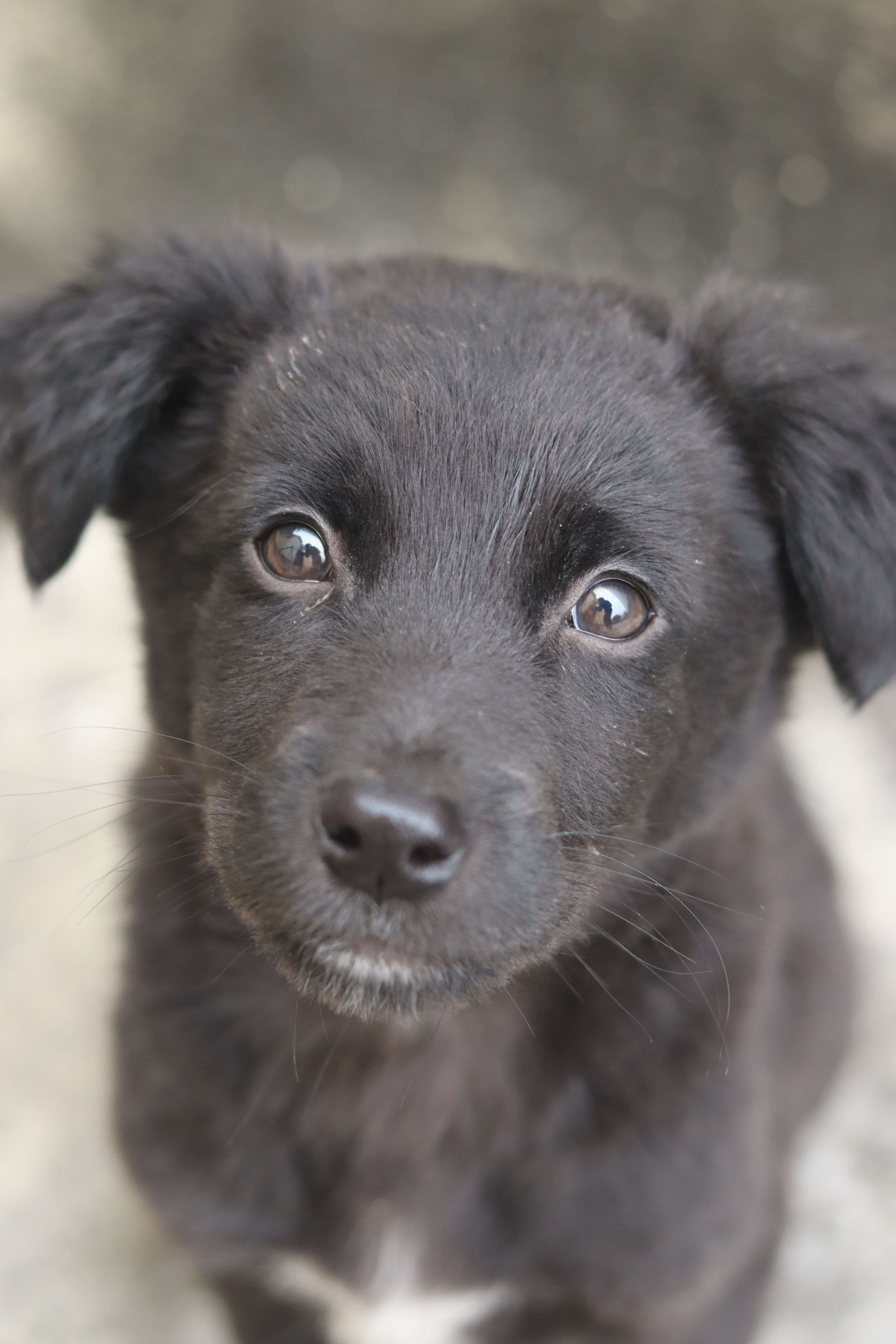 Chien Tiloo en balade — notre histoire